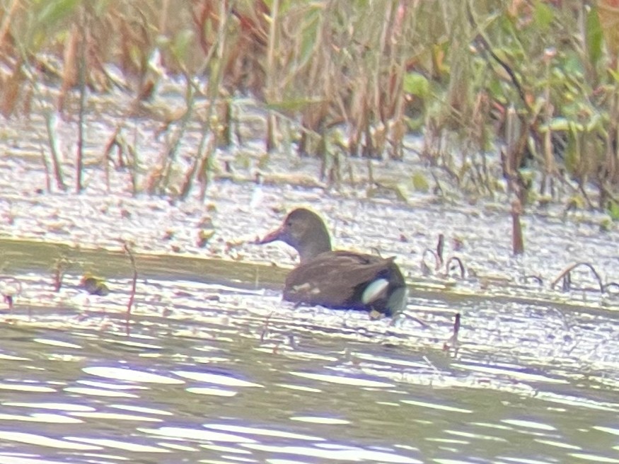 Common Gallinule - ML622771843