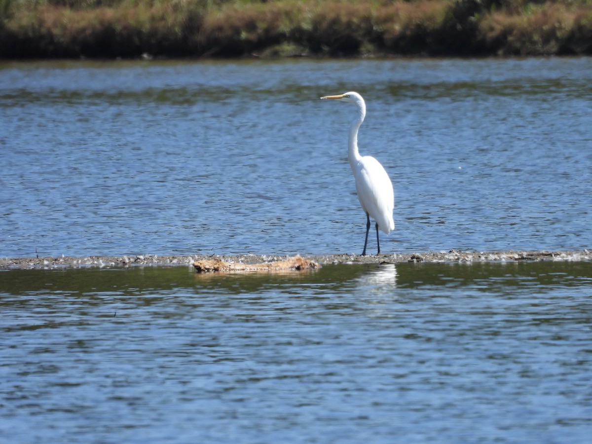 Great Egret - ML622771846