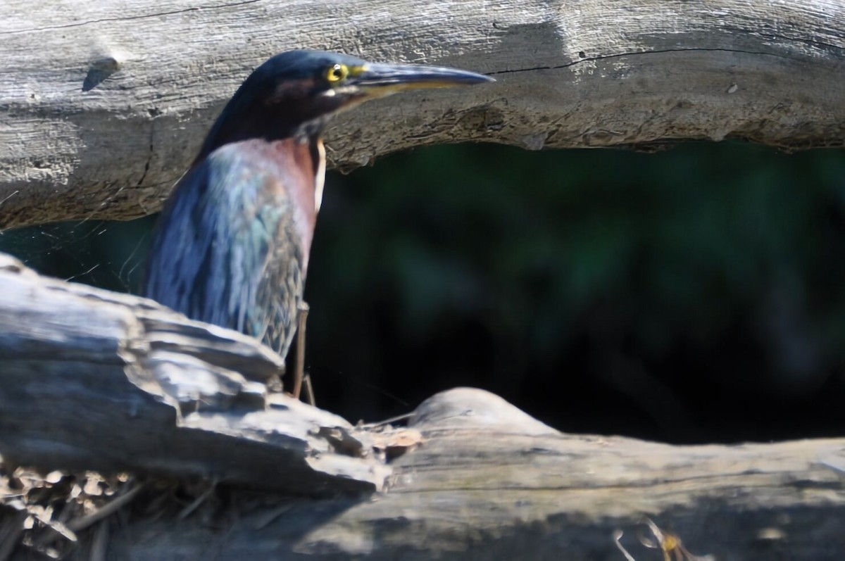 Green Heron - David Argent