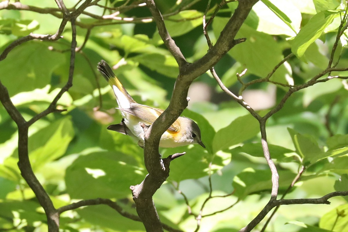 American Redstart - Linda Widdop