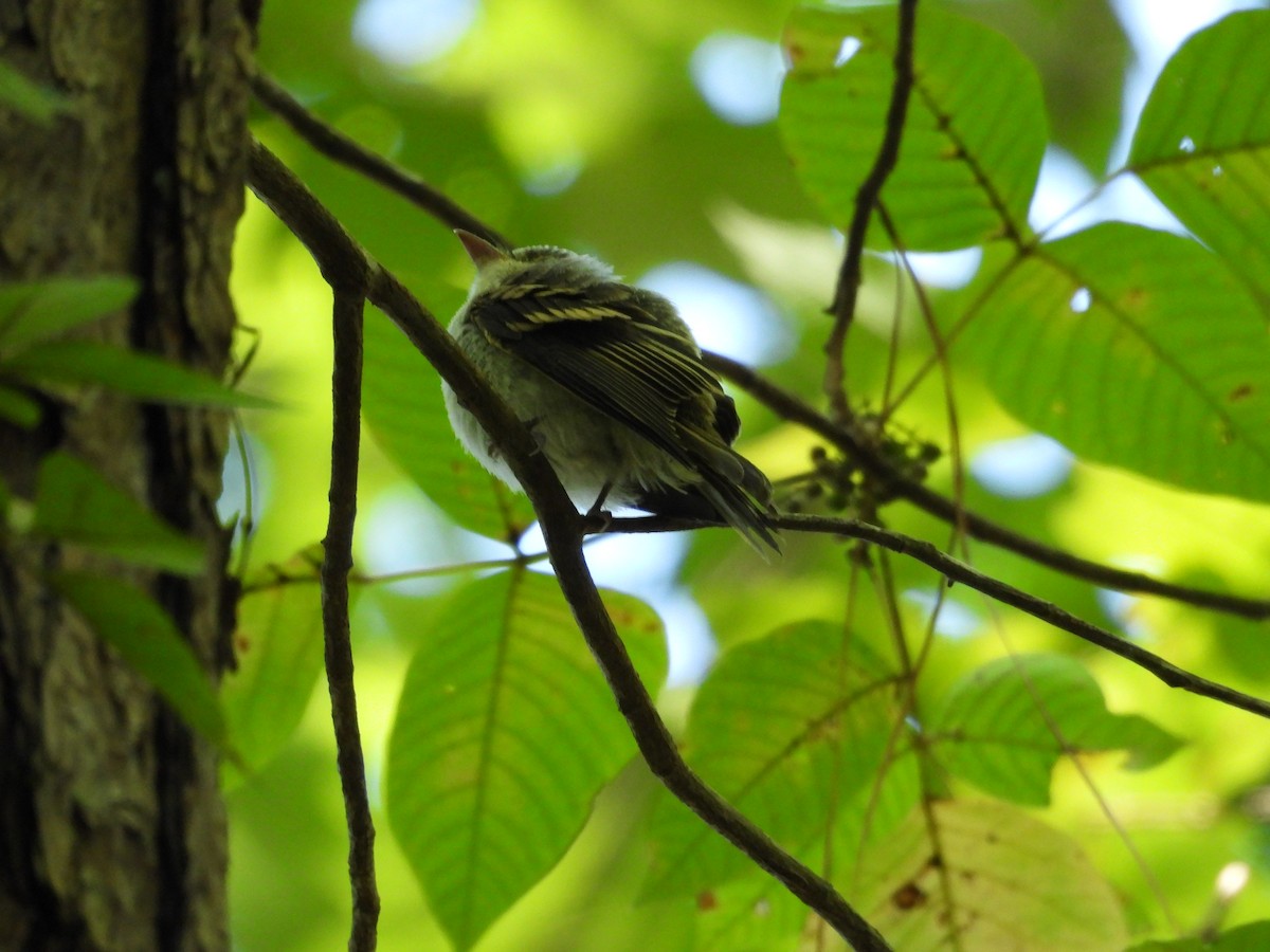 Acadian Flycatcher - ML622771868