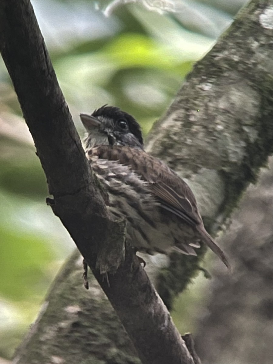 African Broadbill - ML622771871