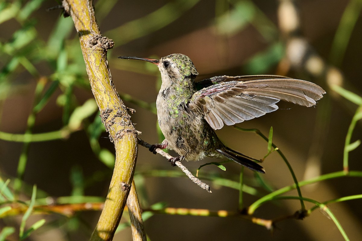 Broad-billed Hummingbird - ML622771882