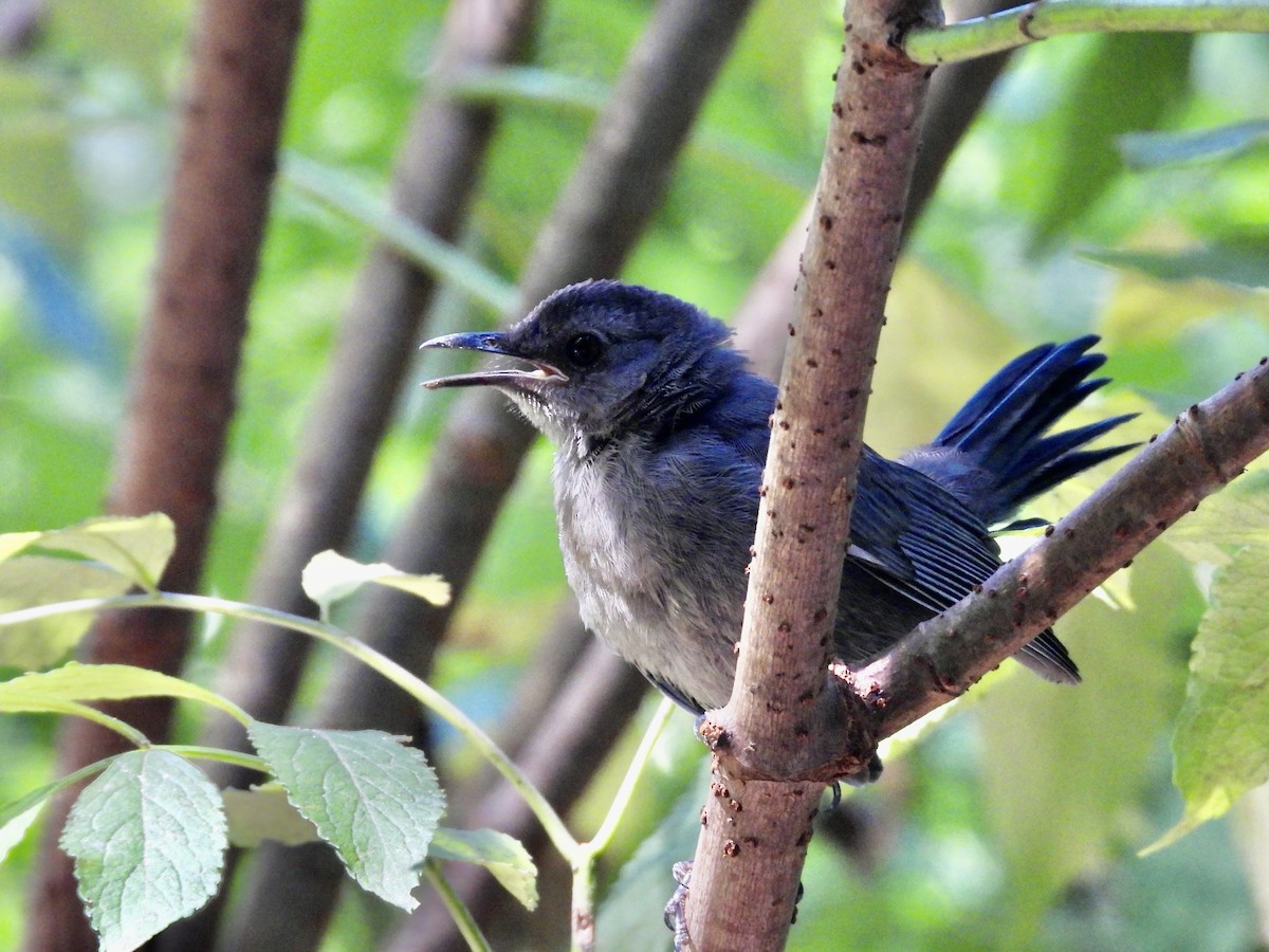 Gray Catbird - Patty McQuillan