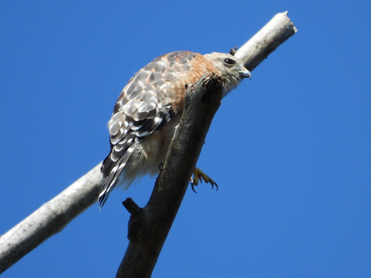 Red-shouldered Hawk - ML622771909