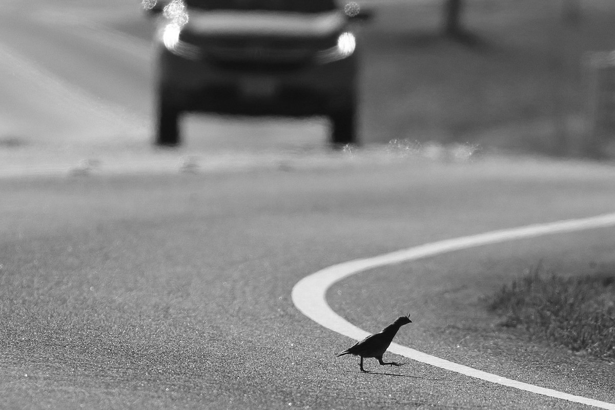 California Quail - MELISSA  SOVAY