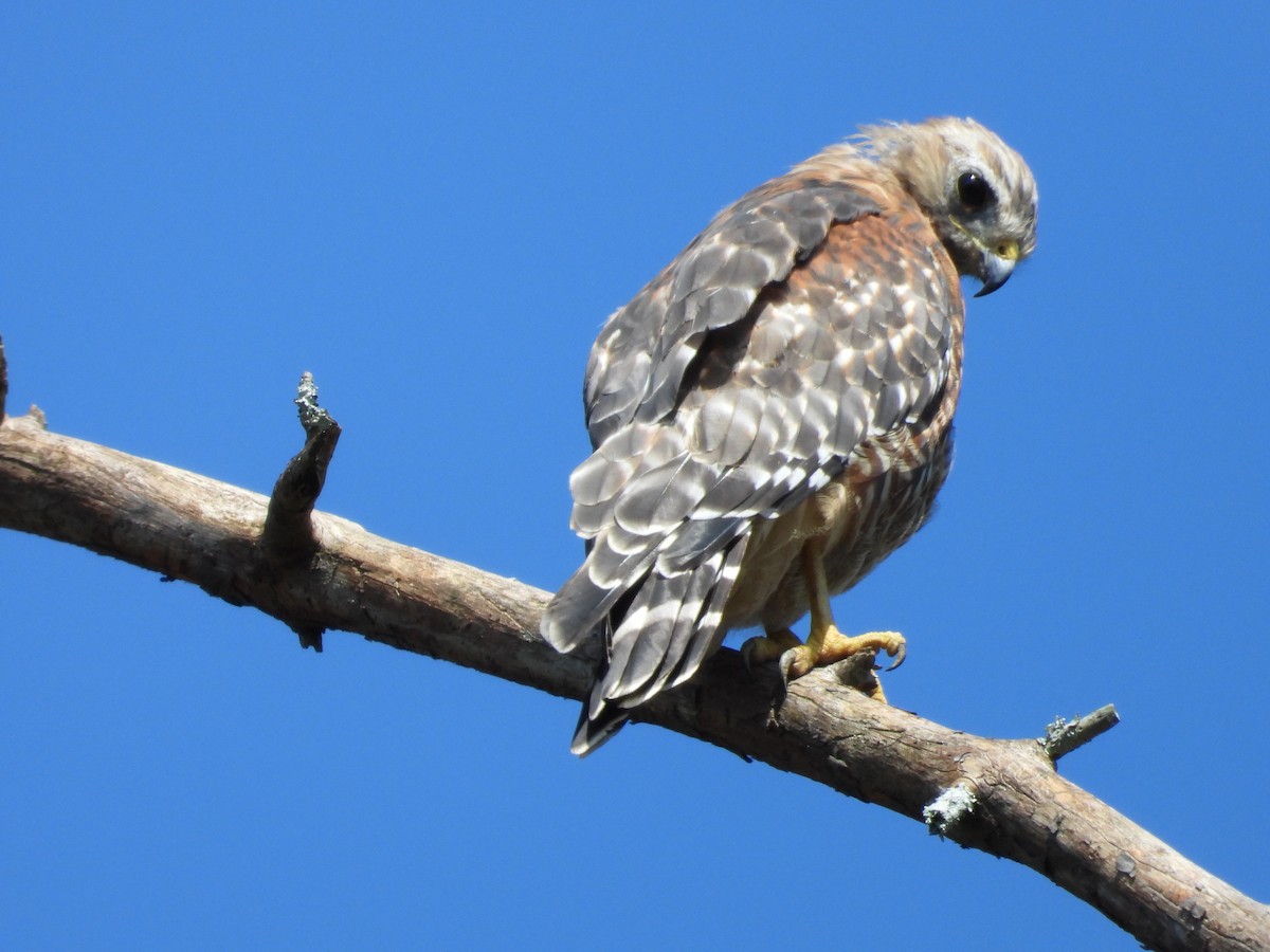 Red-shouldered Hawk - ML622771922