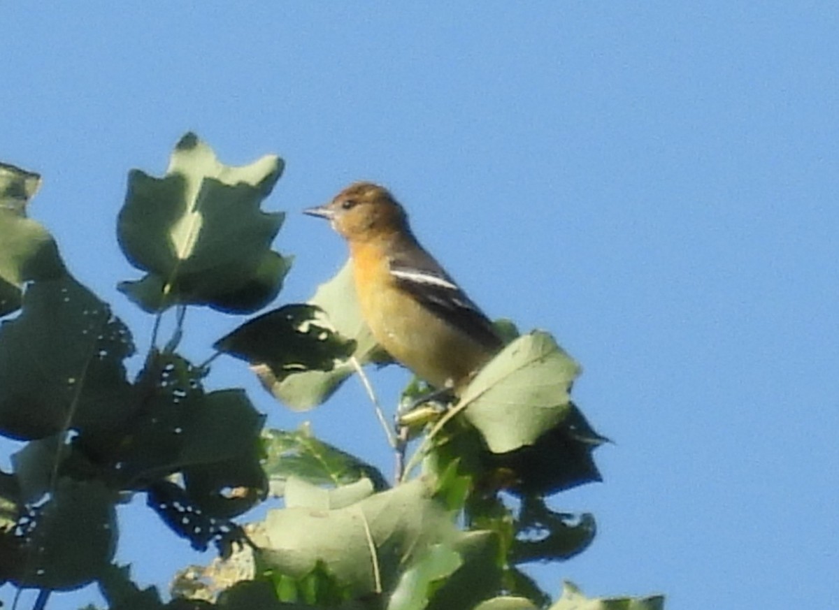 Baltimore Oriole - ML622771940