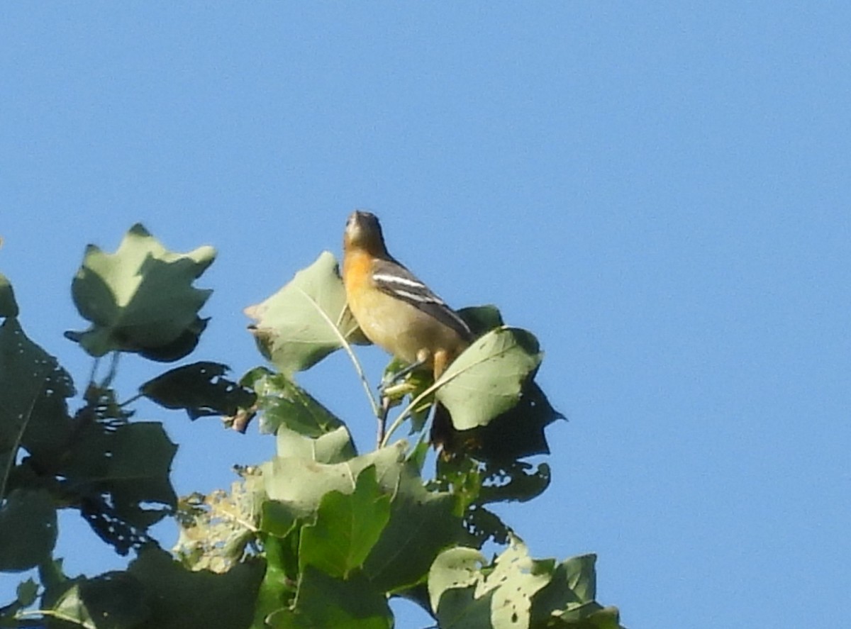 Baltimore Oriole - ML622771941