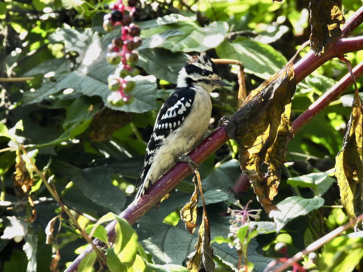 Downy Woodpecker - ML622771944