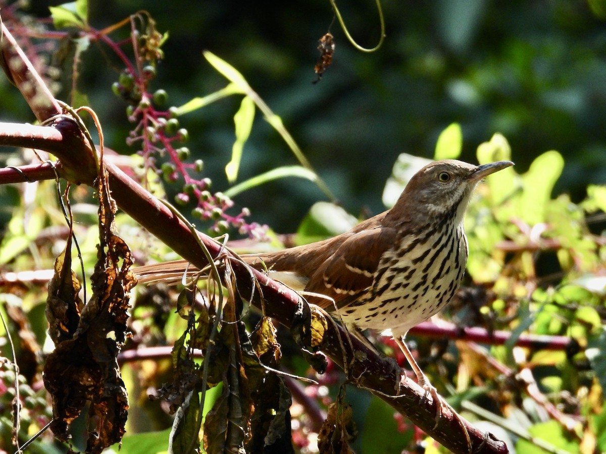 Brown Thrasher - ML622771963