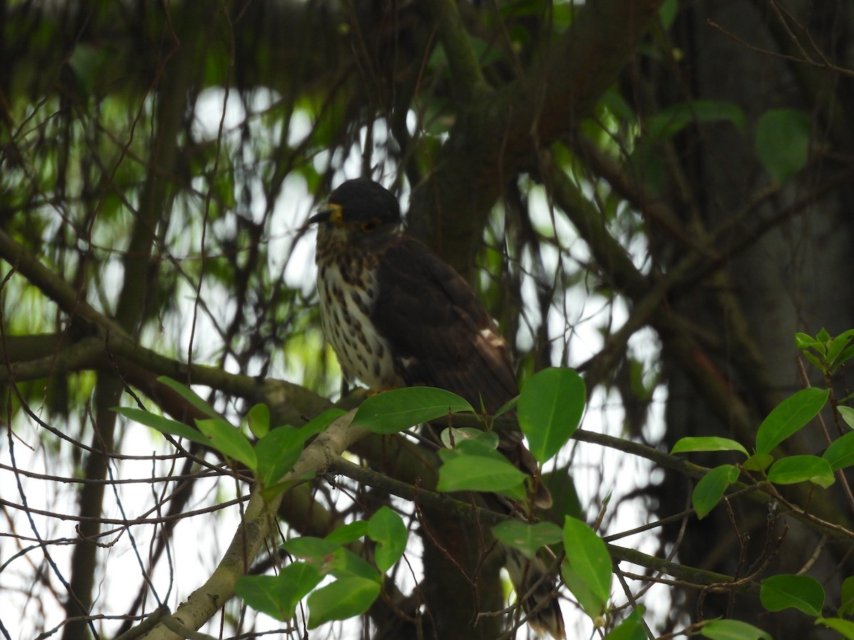 Malaysian Hawk-Cuckoo - Chandrika Khirani