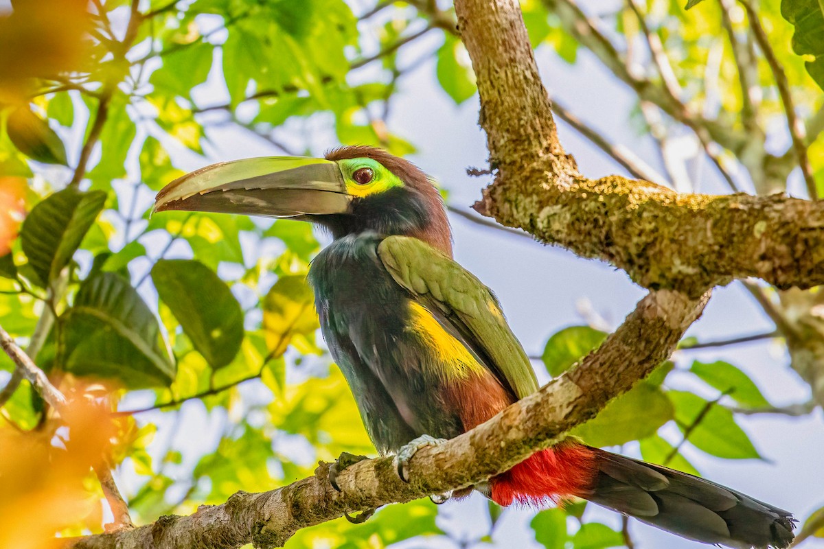 Toucanet à oreilles d'or - ML622772025