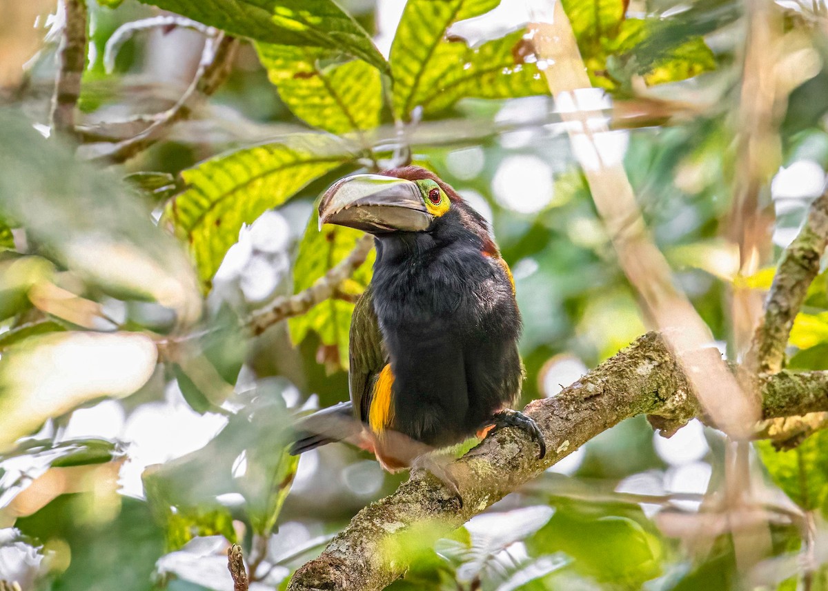 Toucanet à oreilles d'or - ML622772034