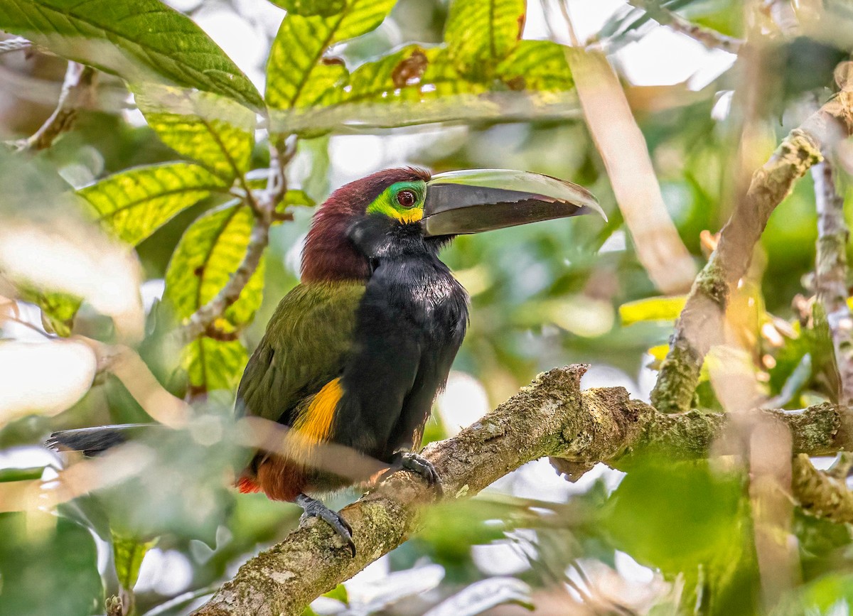 Toucanet à oreilles d'or - ML622772038