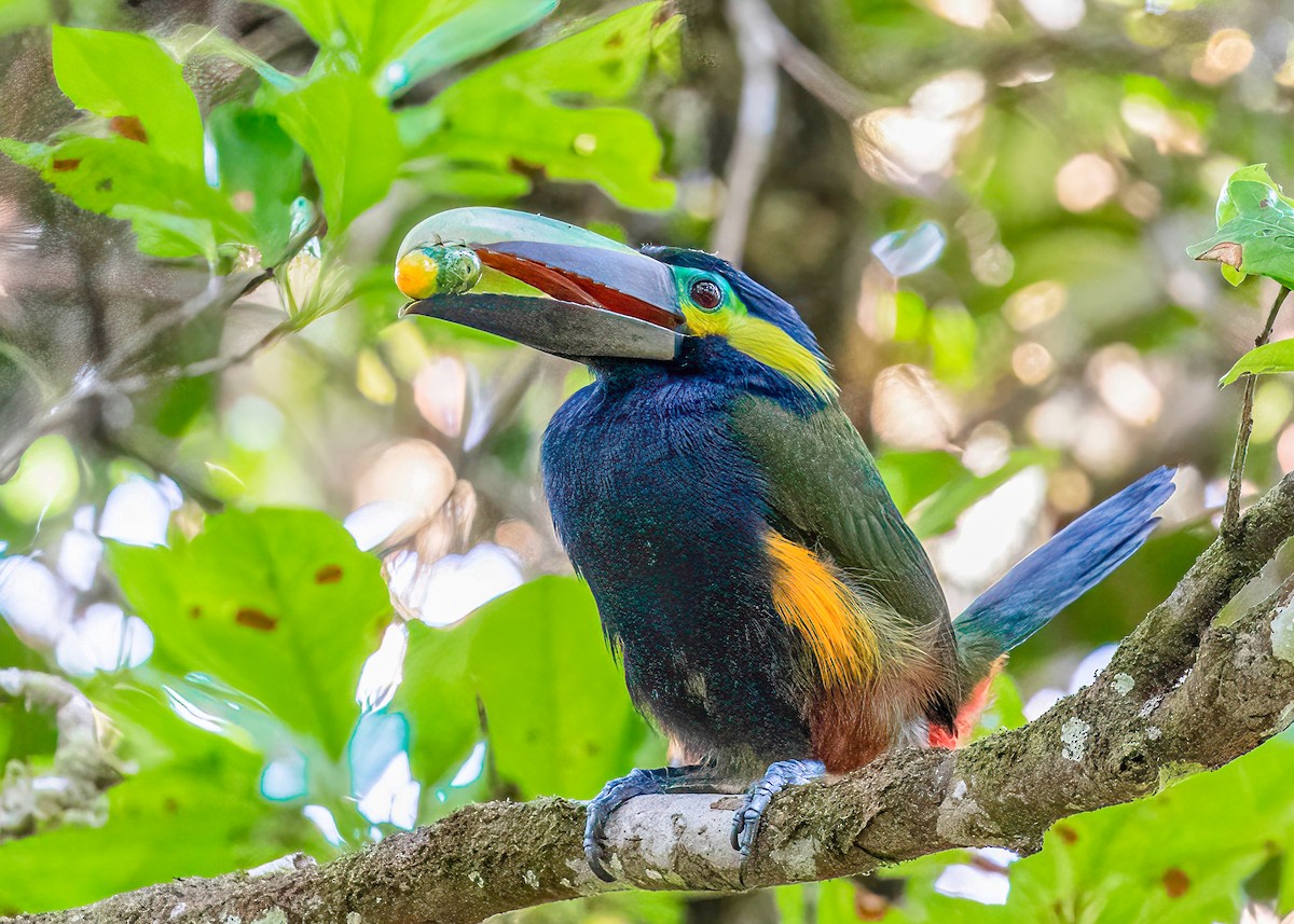 Yellow-eared Toucanet - Mac Aragon