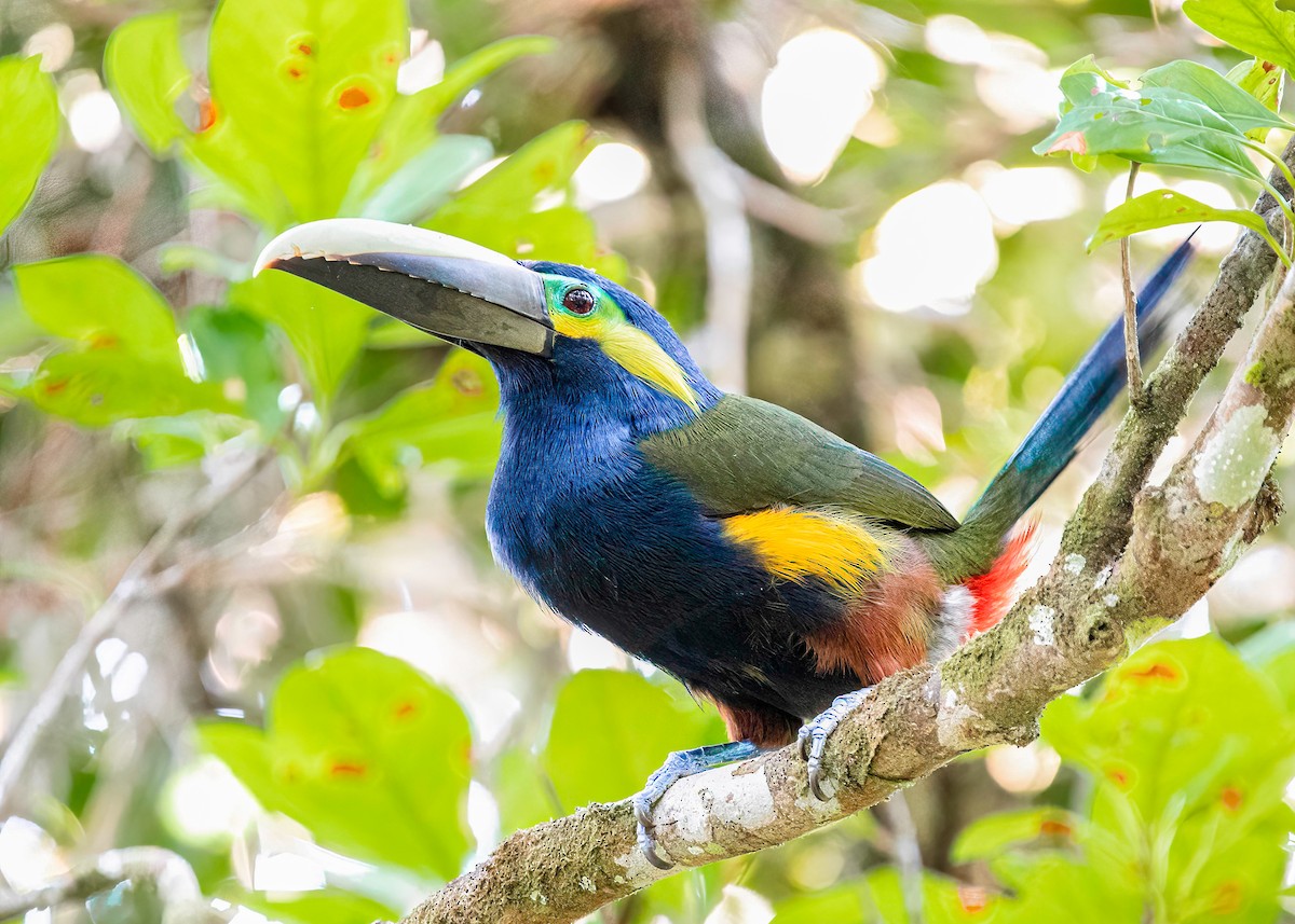 Toucanet à oreilles d'or - ML622772053