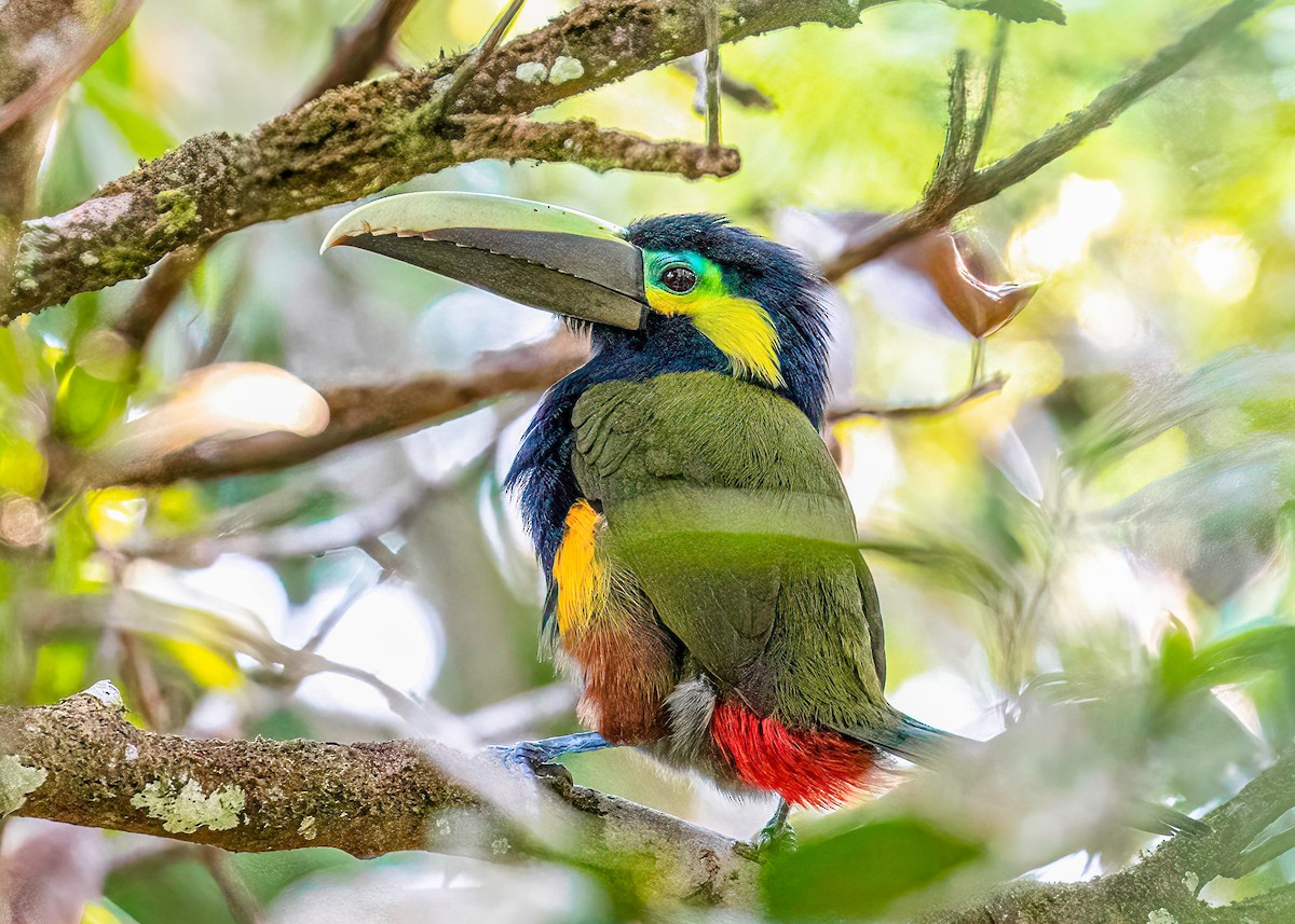 Toucanet à oreilles d'or - ML622772061