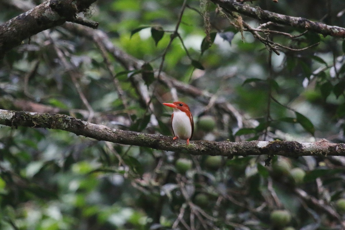 Madagascar Pygmy Kingfisher - ML622772078