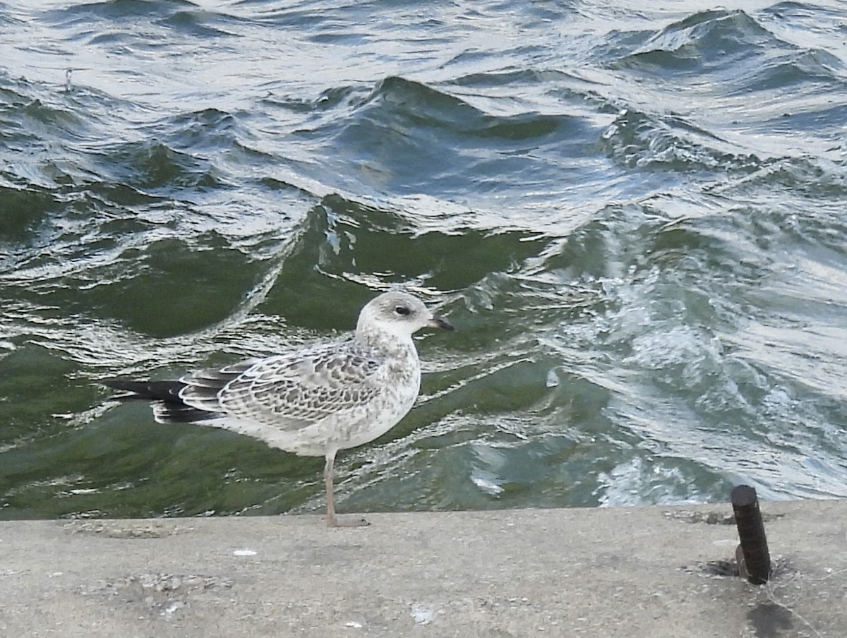 Ring-billed Gull - Lenore Charnigo