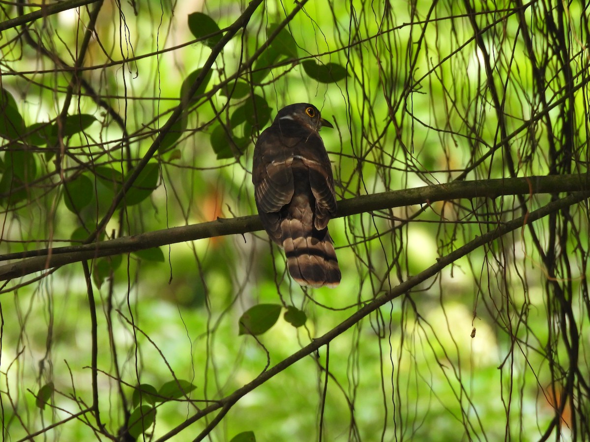 Malaysian Hawk-Cuckoo - ML622772200