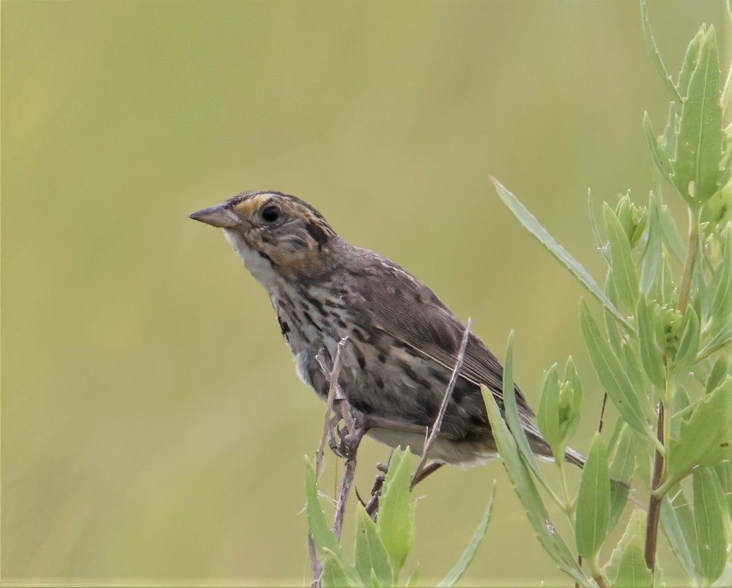 Bruant à queue aiguë - ML622772277