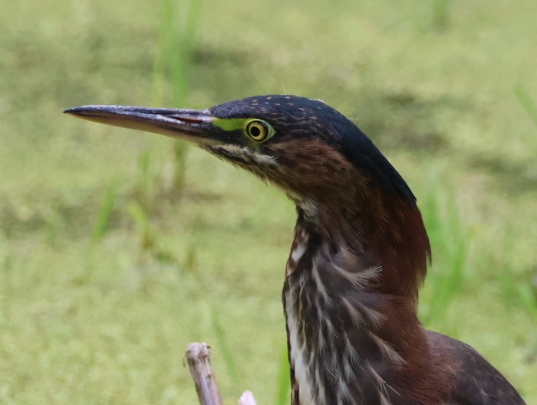 Green Heron - ML622772282