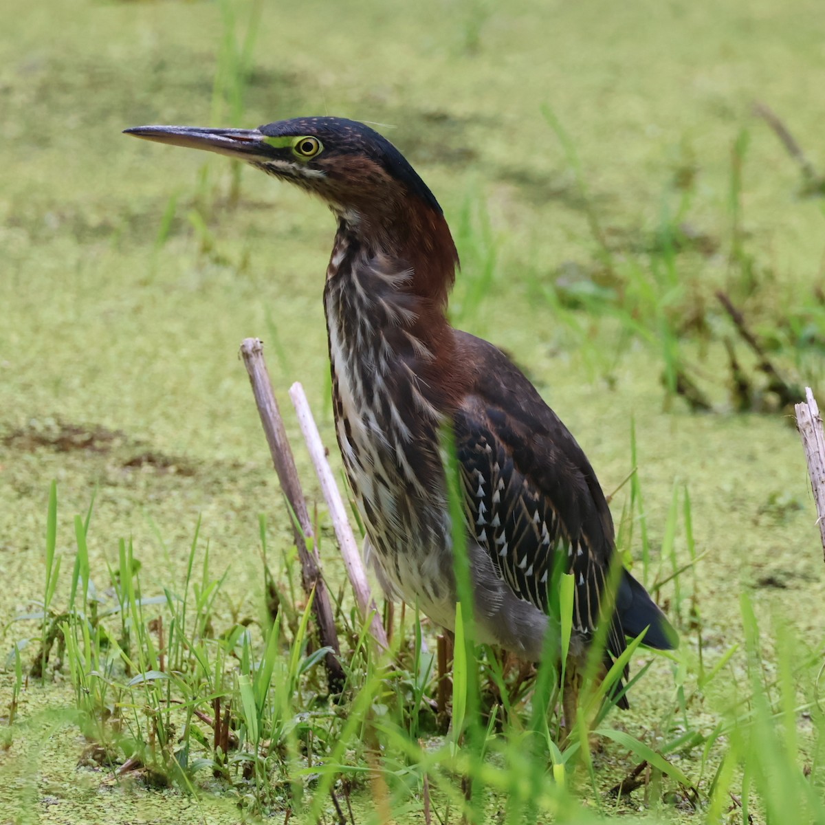 Green Heron - ML622772283