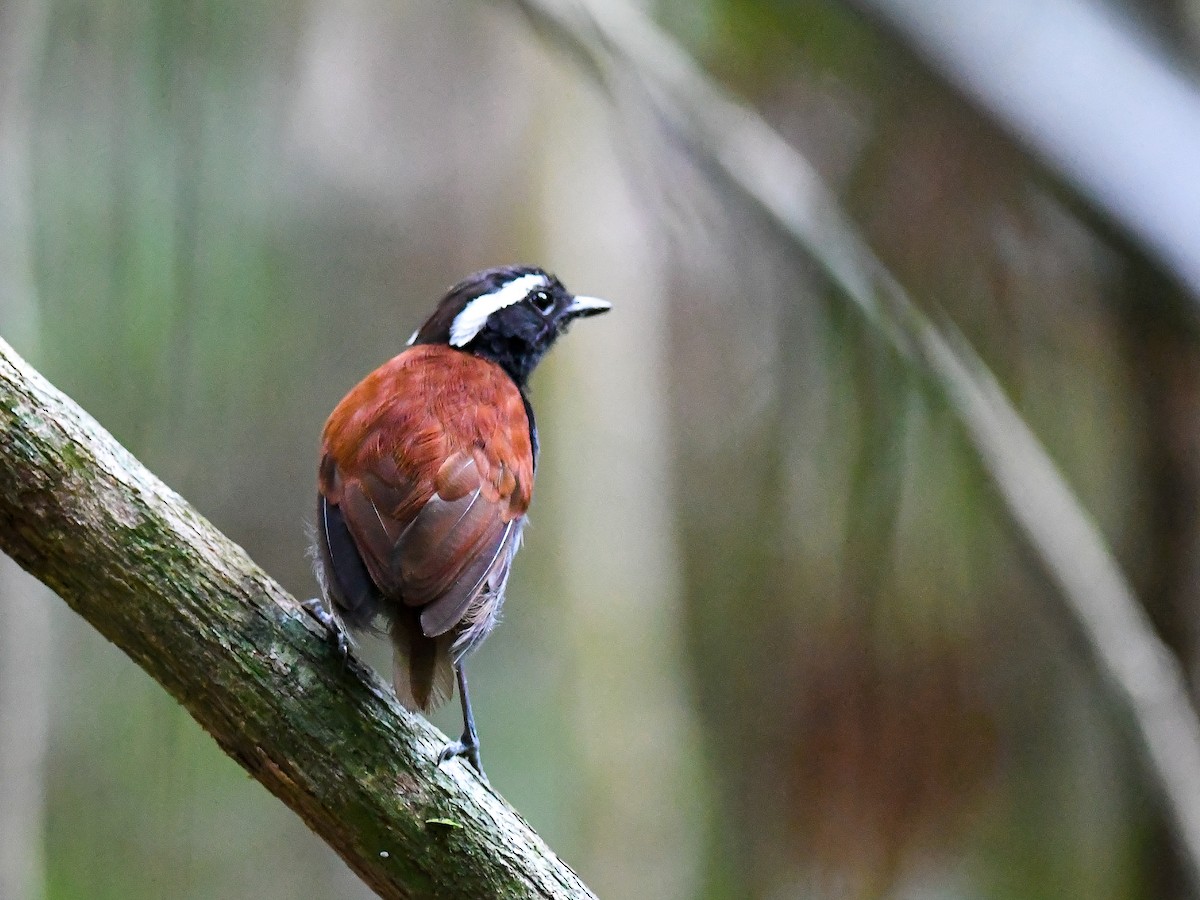 Black-bellied Gnateater - ML622772300