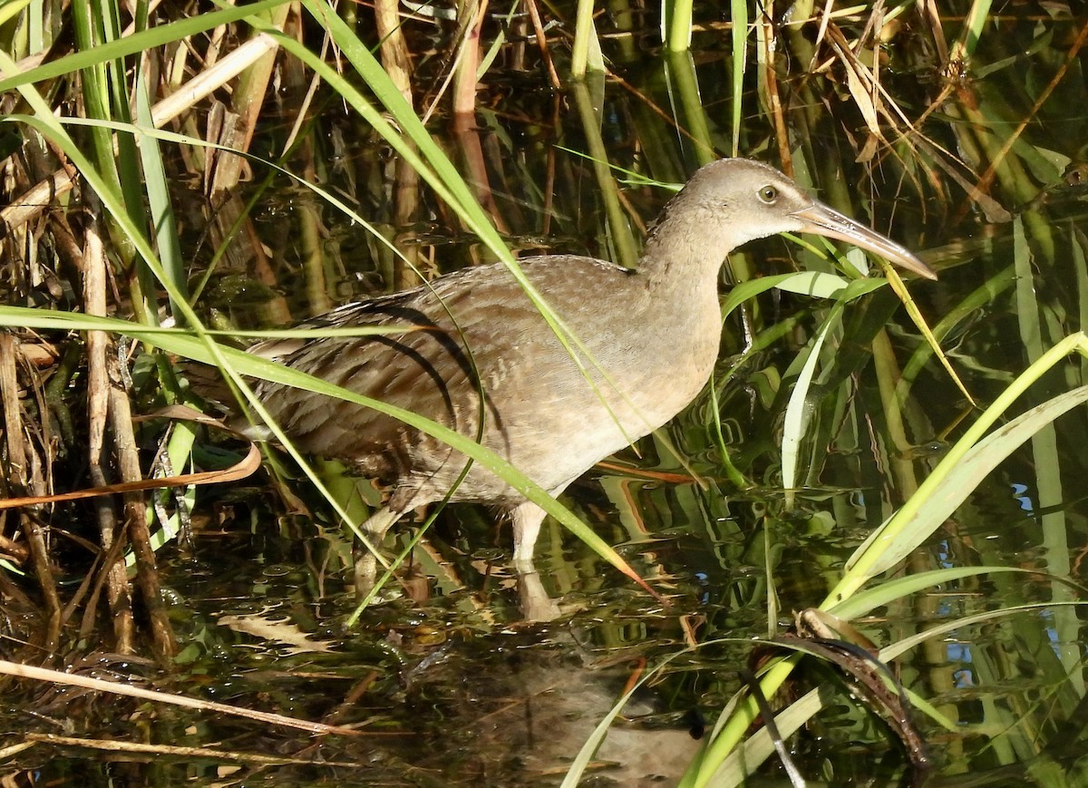 Clapper Rail - ML622772316