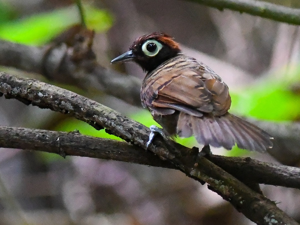 Harlequin Antbird - ML622772349