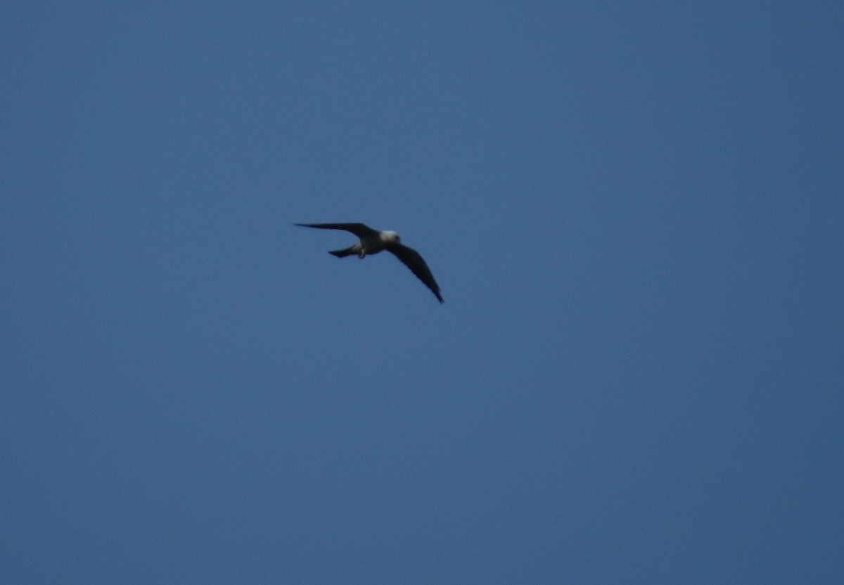 Mississippi Kite - Lora Reynolds