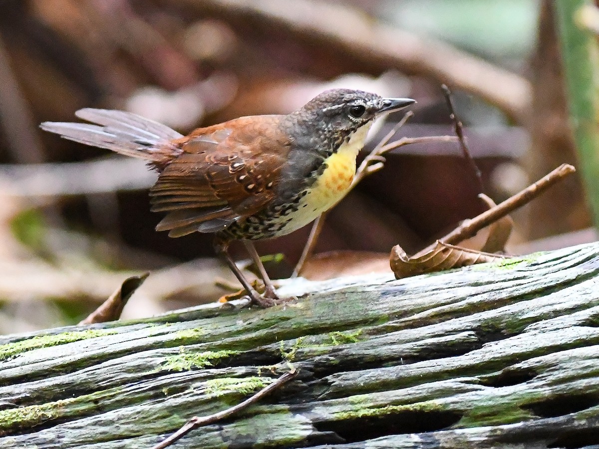 Rusty-belted Tapaculo - ML622772363