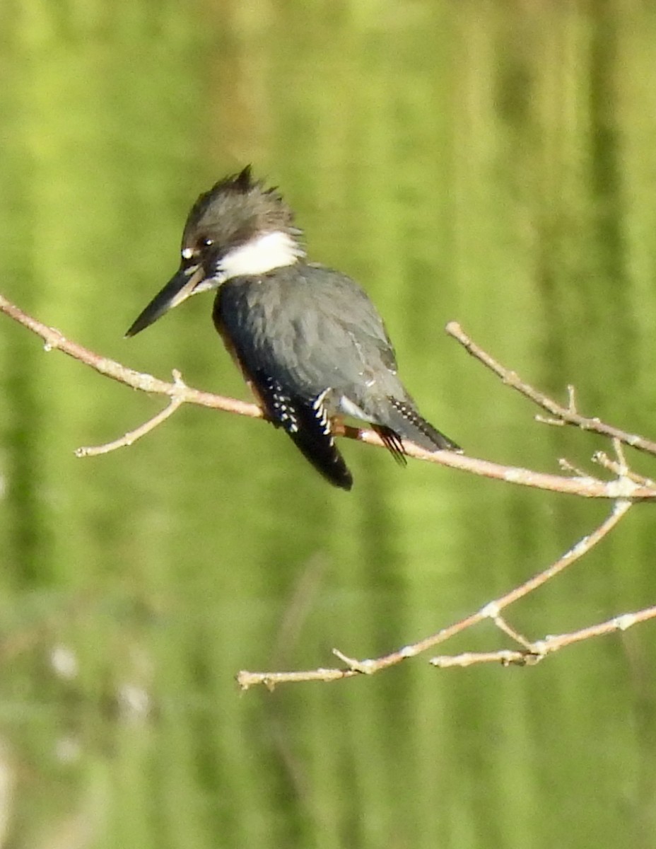 Belted Kingfisher - Mary Nardone