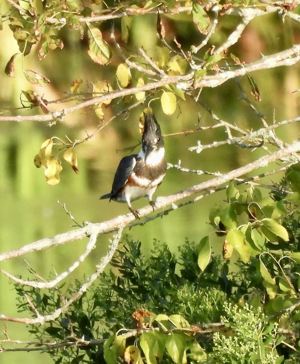 Belted Kingfisher - Mary Nardone