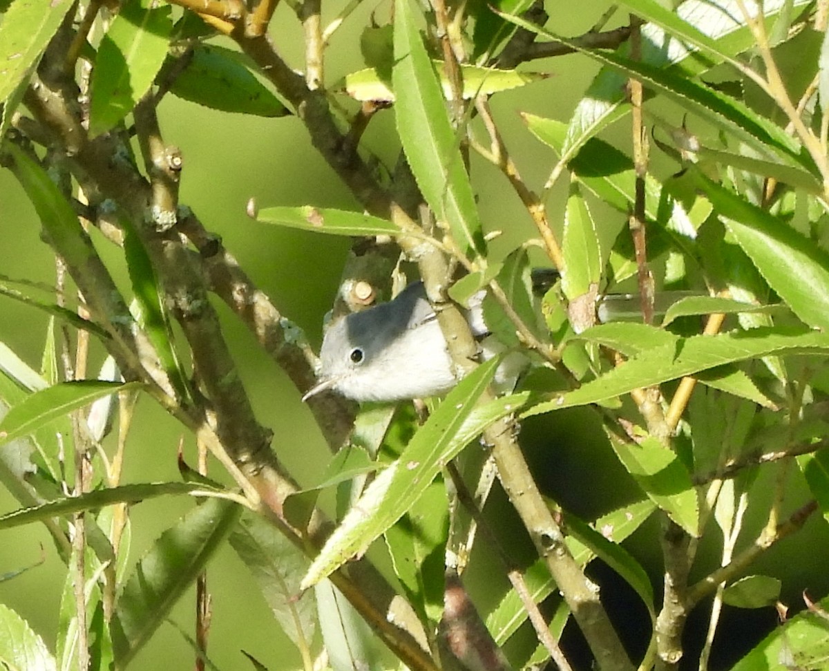 Blue-gray Gnatcatcher - ML622772374