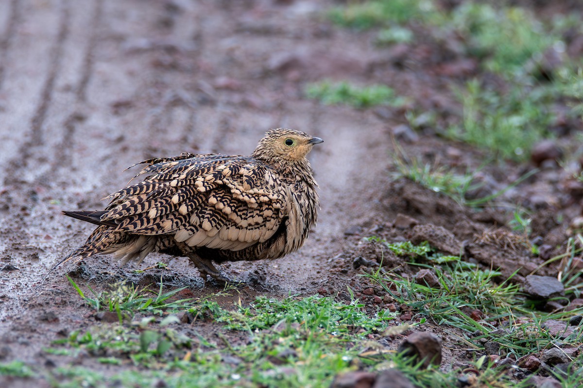 Chestnut-bellied Sandgrouse - Haemoglobin Dr