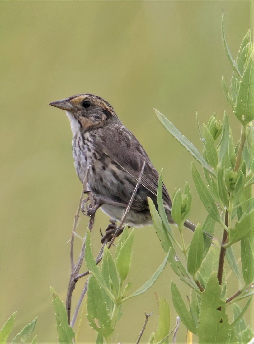 Bruant à queue aiguë - ML622772399