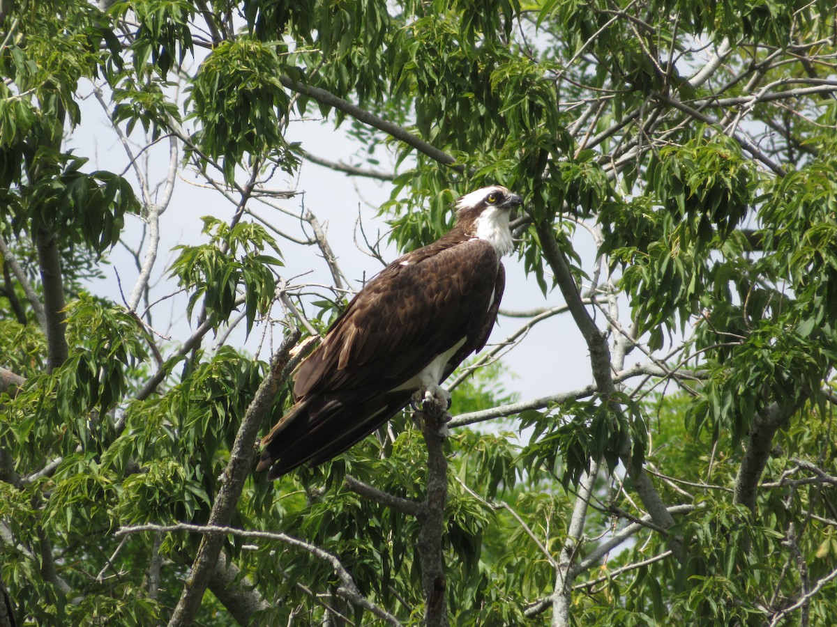 Osprey - Dominik Hałas