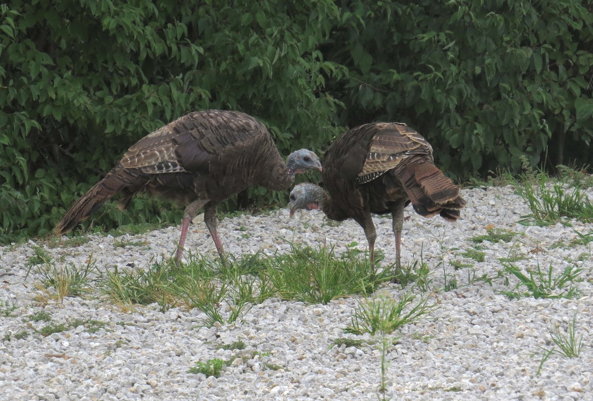 Wild Turkey - Lora Reynolds