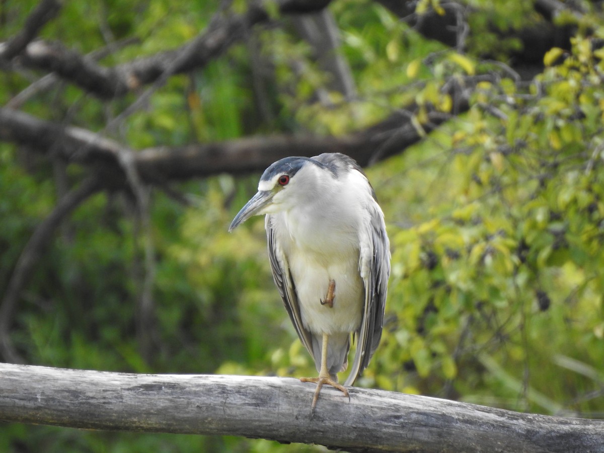 Black-crowned Night Heron - Susan Podlogar