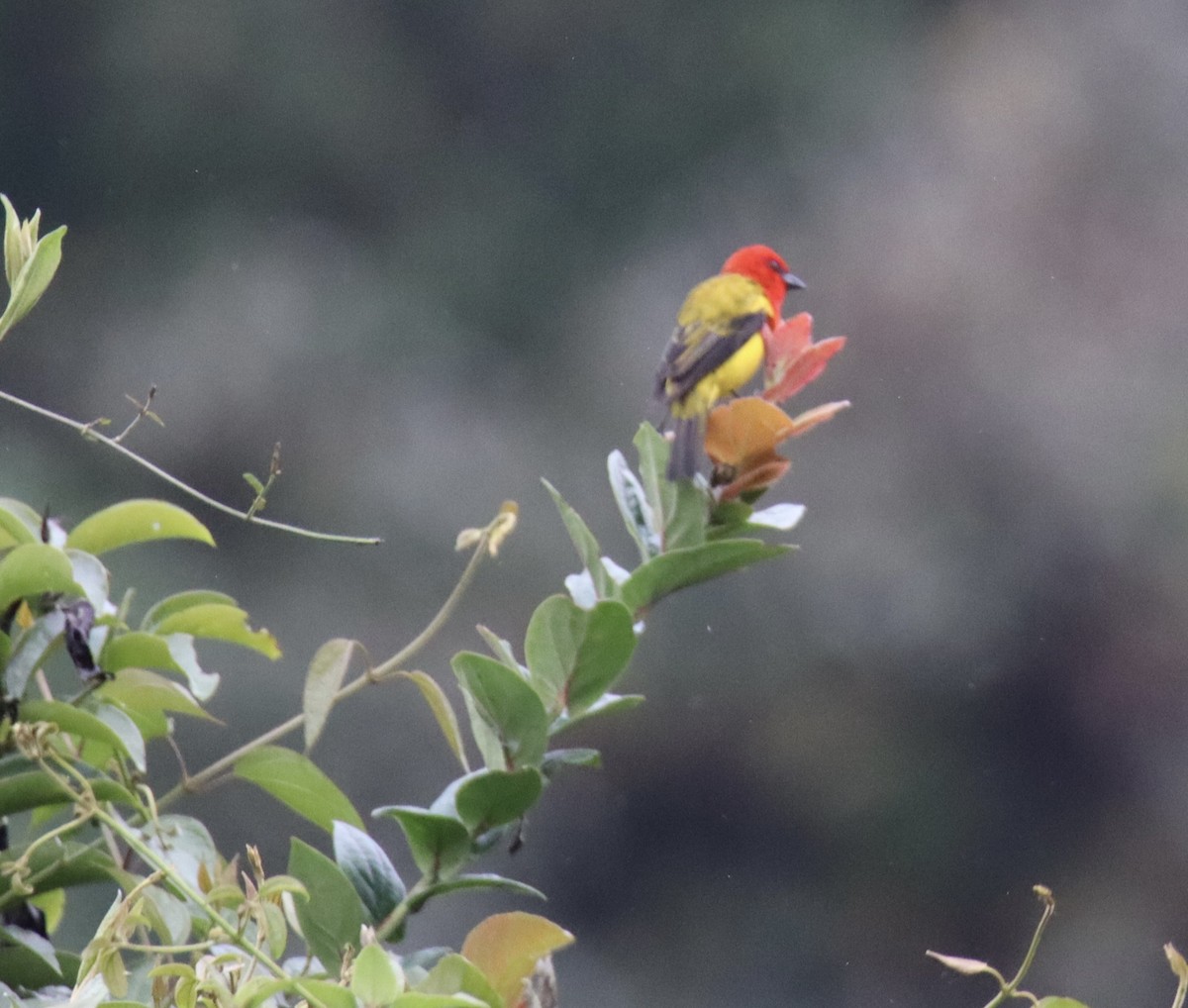 Red-hooded Tanager - ML622772505