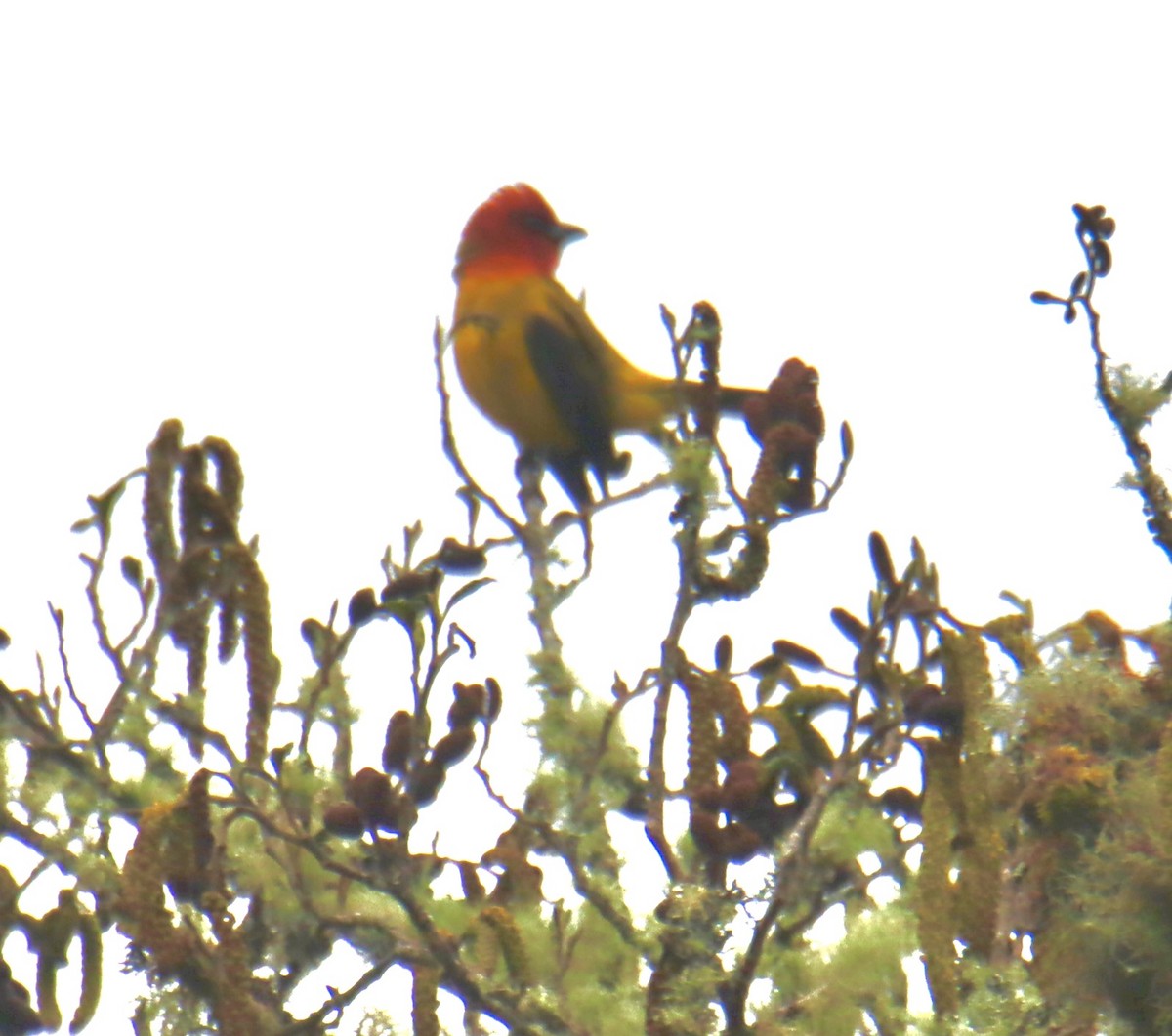 Red-hooded Tanager - ML622772527