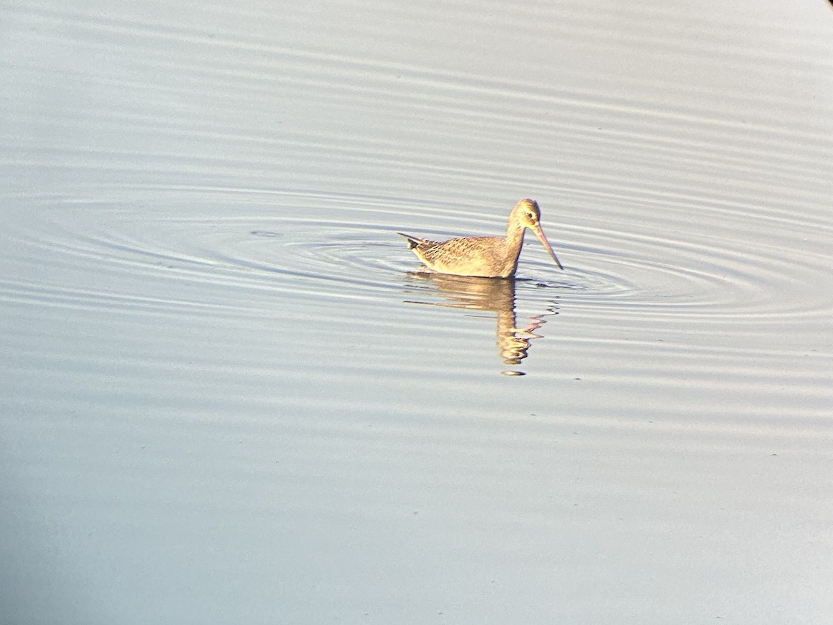 Hudsonian Godwit - ML622772571