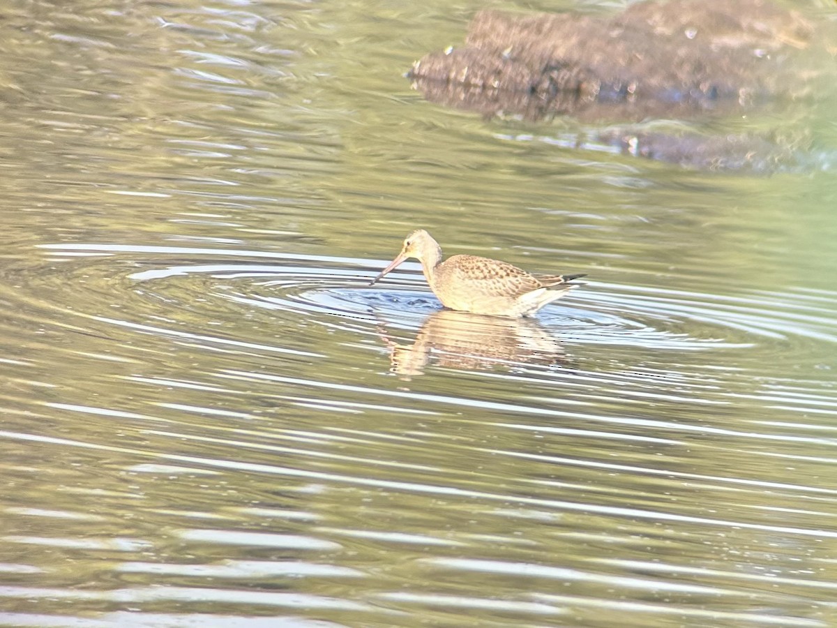 Hudsonian Godwit - ML622772572