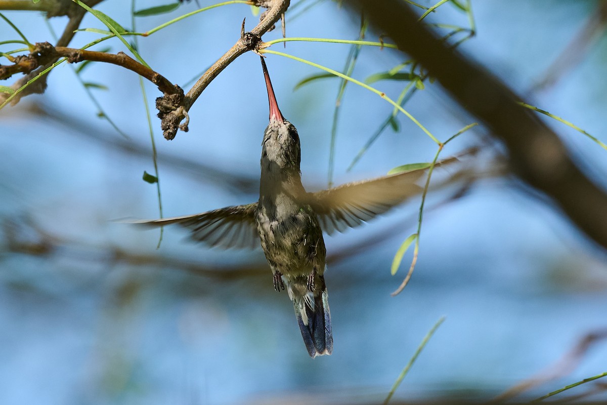 Broad-billed Hummingbird - ML622772587