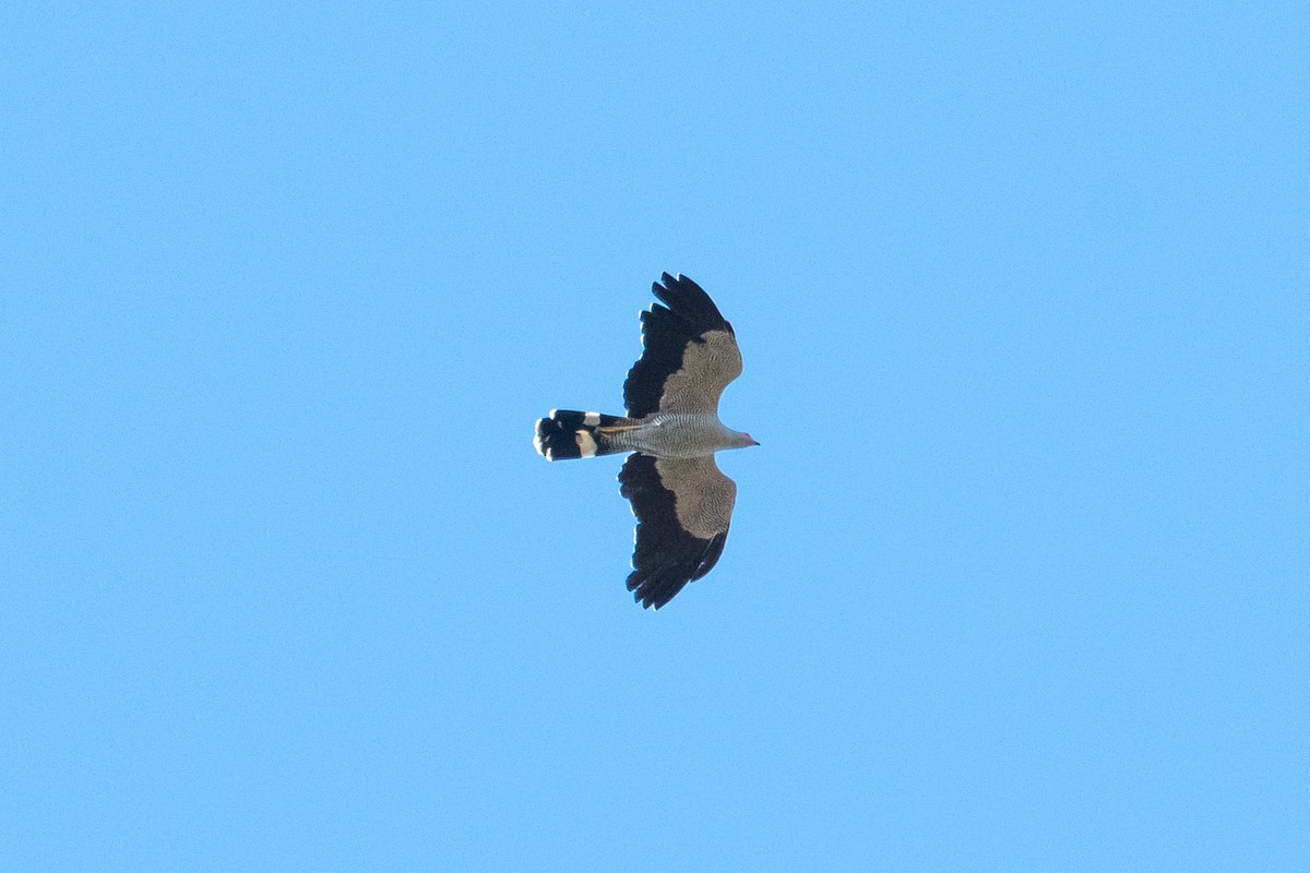 Madagaskar Deliatmacası - ML622772617