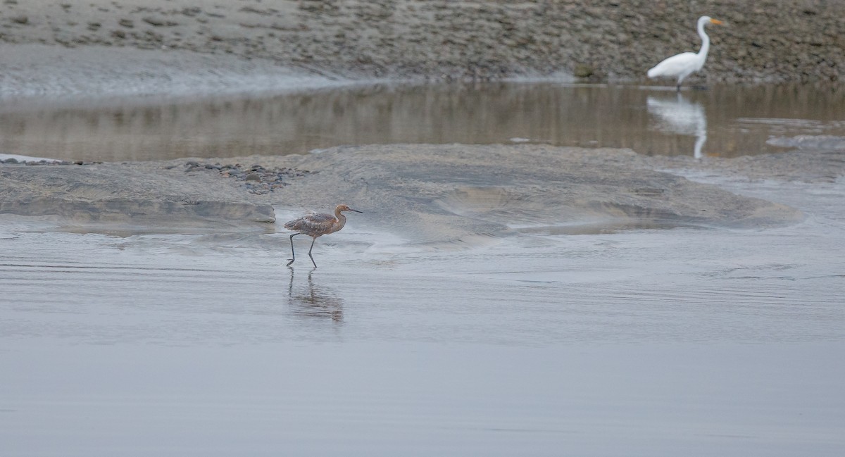 Reddish Egret - ML622772651