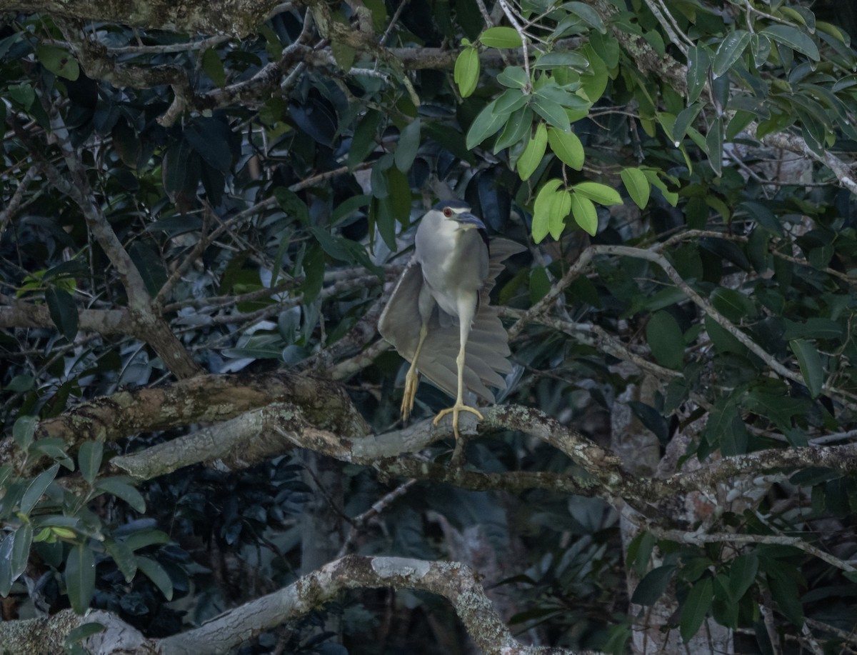 Black-crowned Night Heron - Guillermo Risco