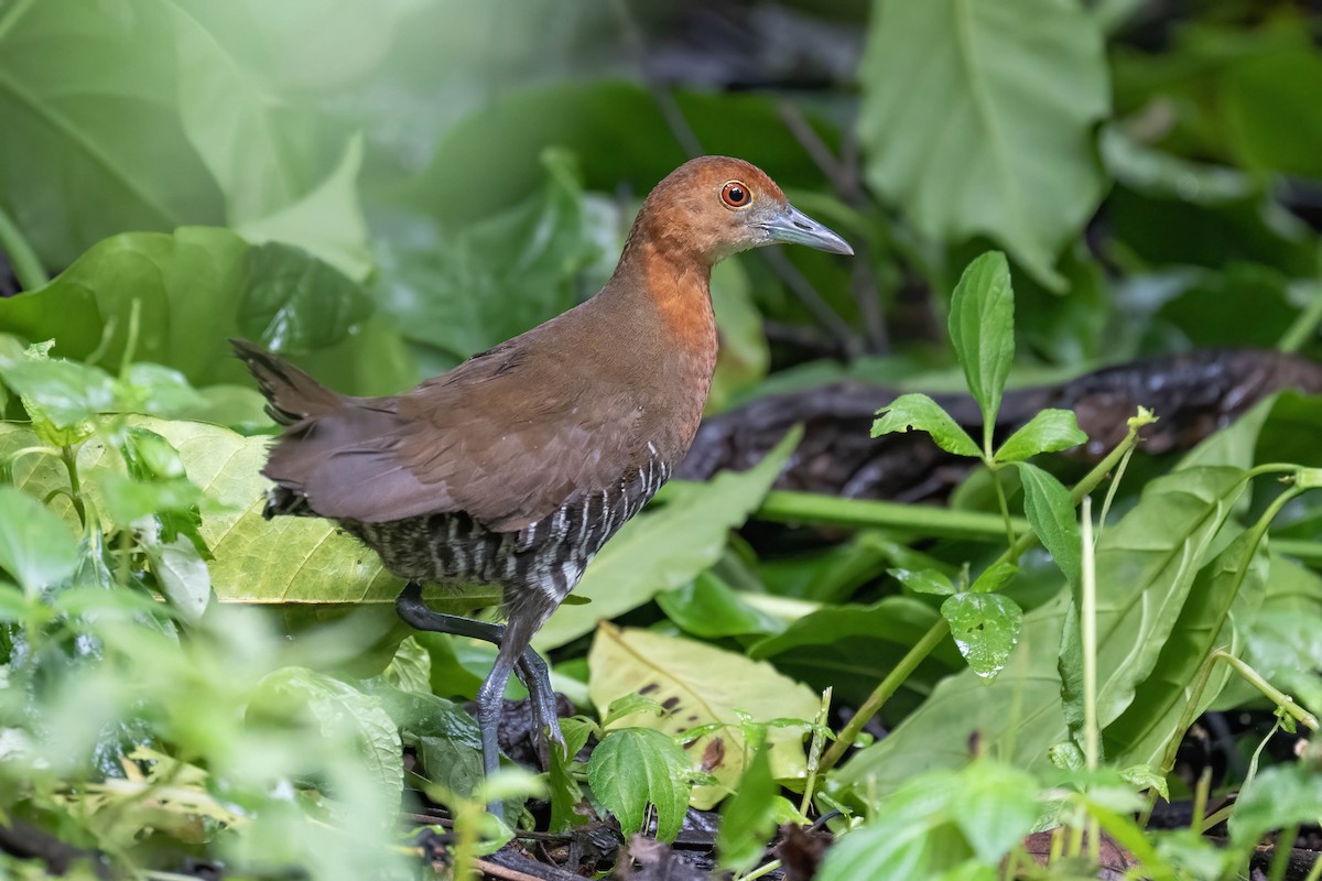 Slaty-legged Crake - ML622772660